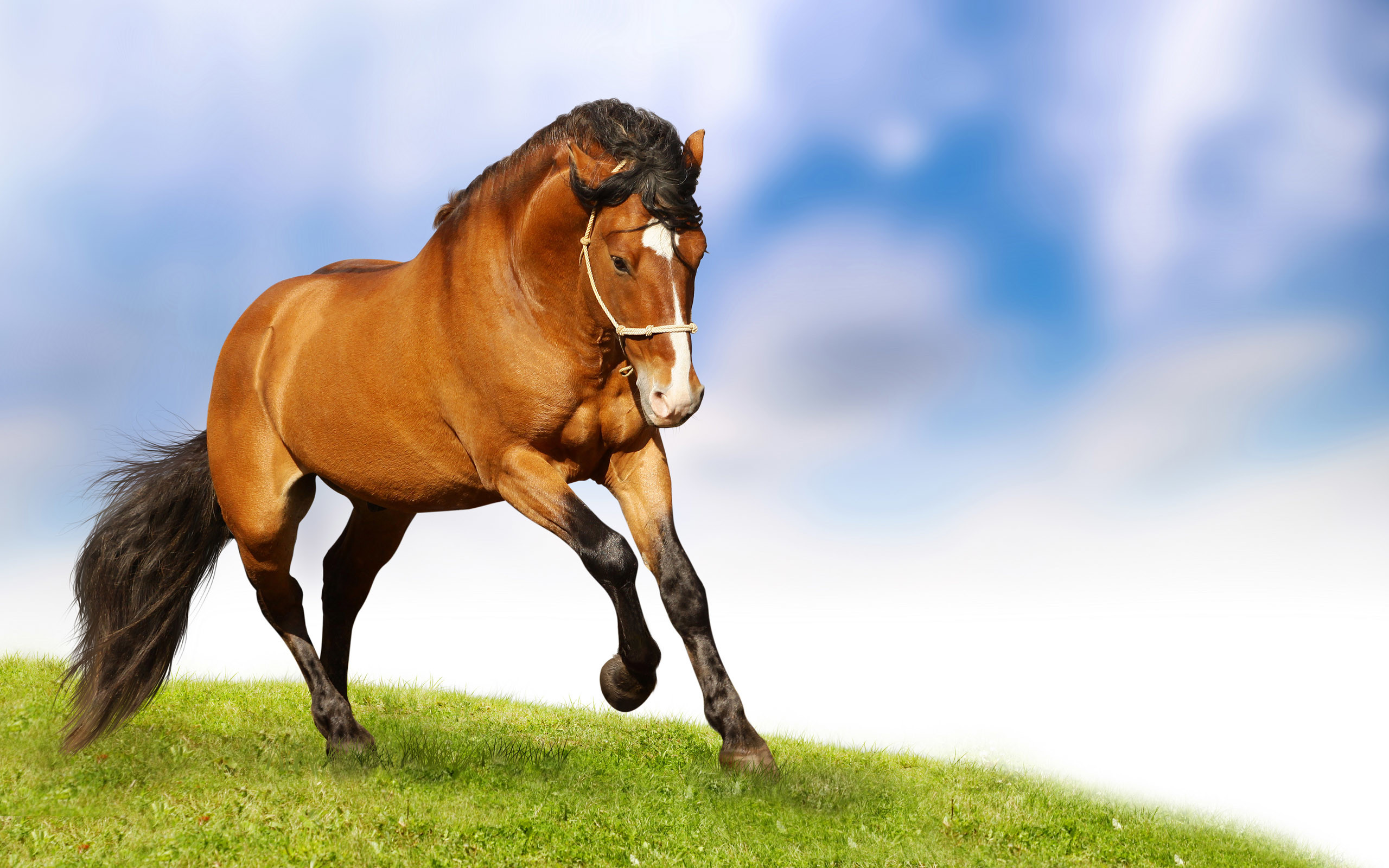 Konie z aukcji w Verden trafiają do Polski